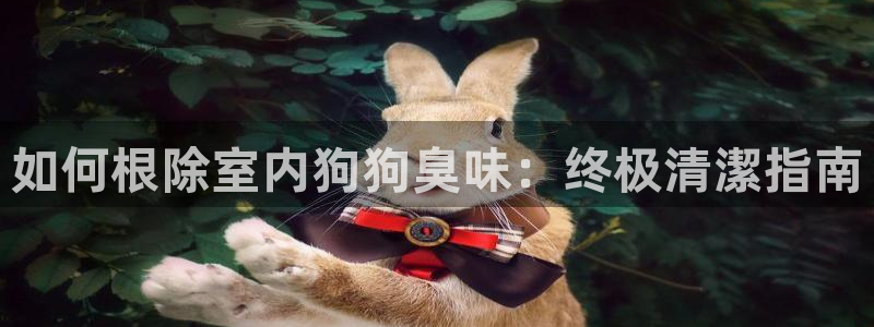 尊龙凯时怎么注册：如何根除室内狗狗臭味：终极清潔指南